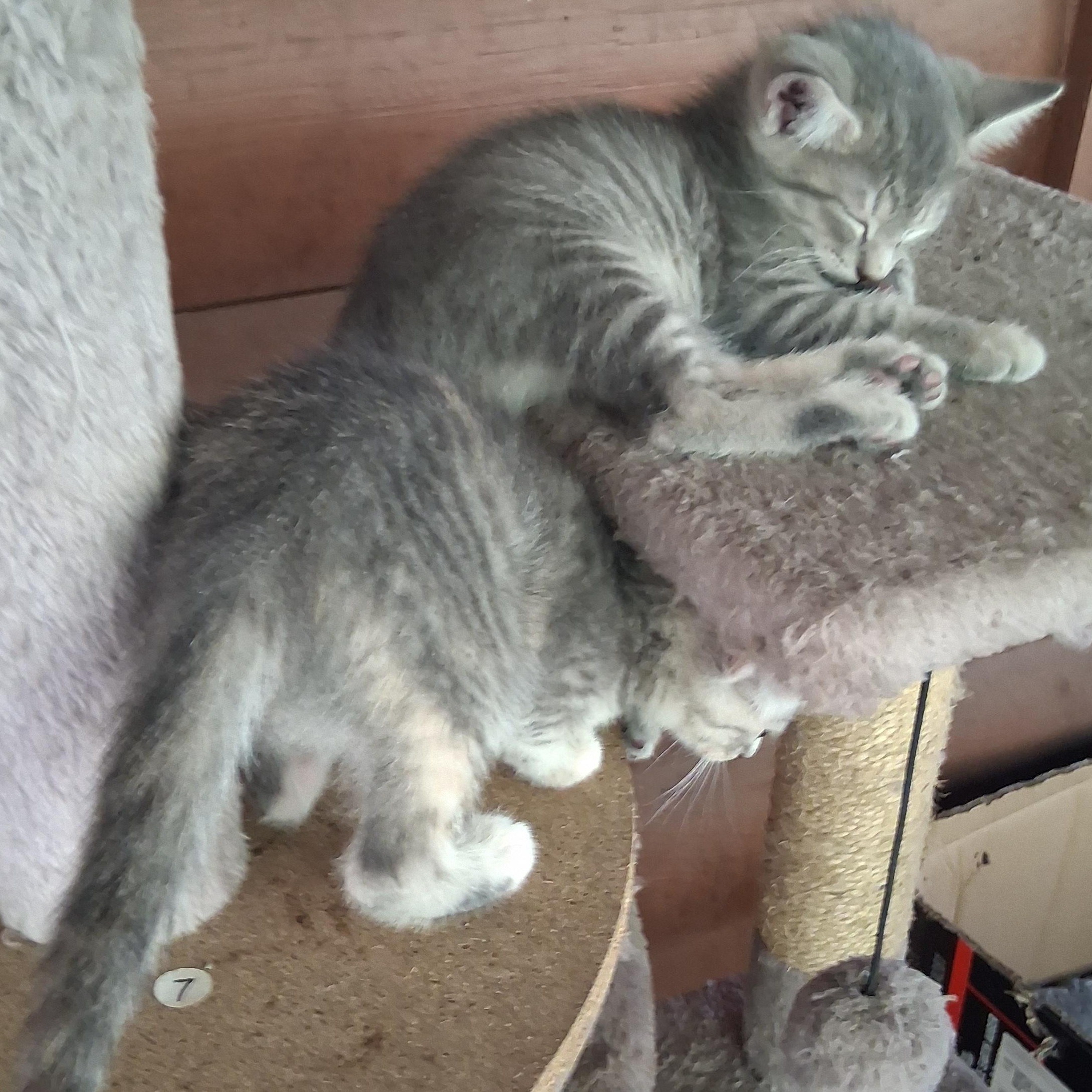 Enlarge Itsy, a ADOPTABLE Domestic Short Hair in Inez, KY image 4/4