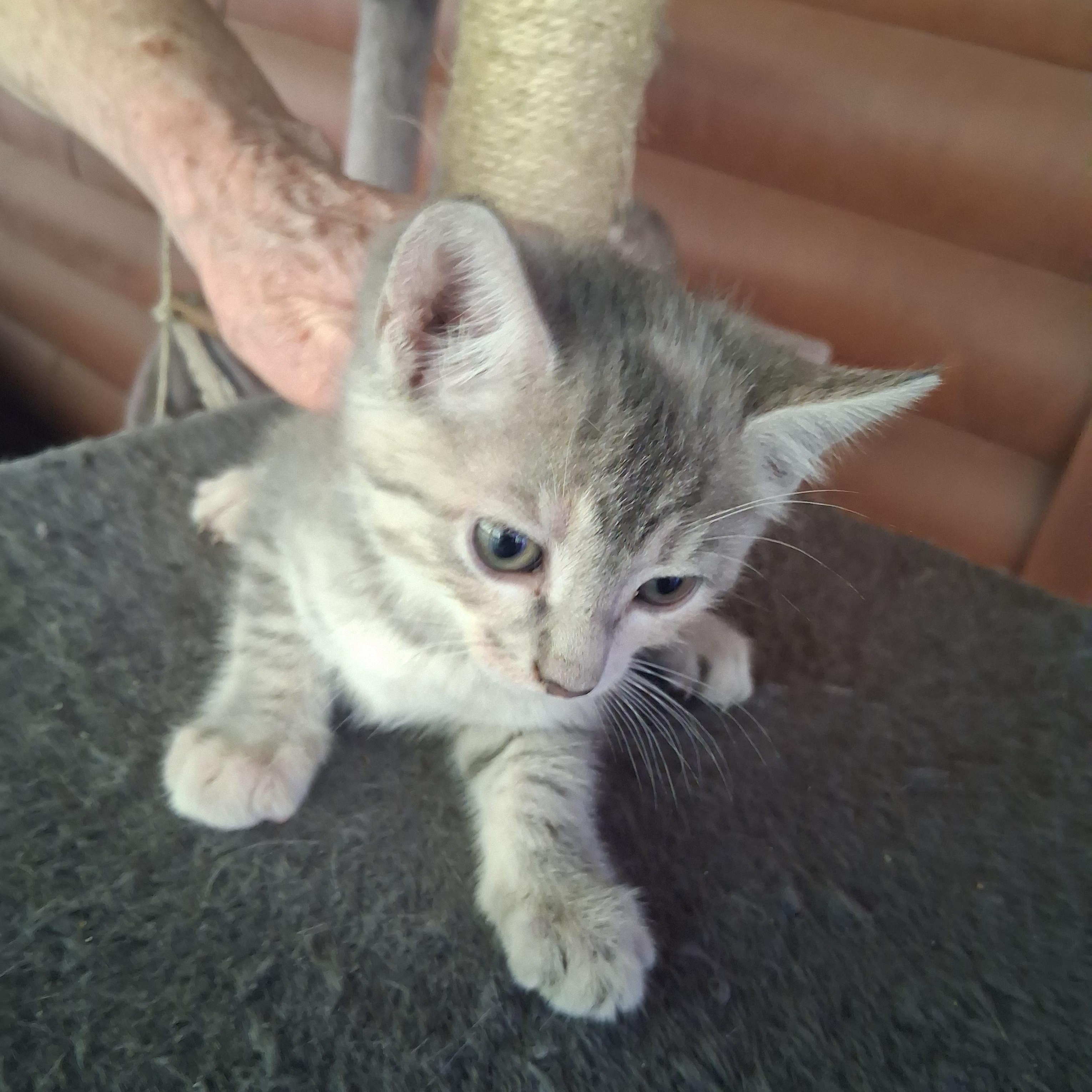 Enlarge Itsy, a ADOPTABLE Domestic Short Hair in Inez, KY image 3/4