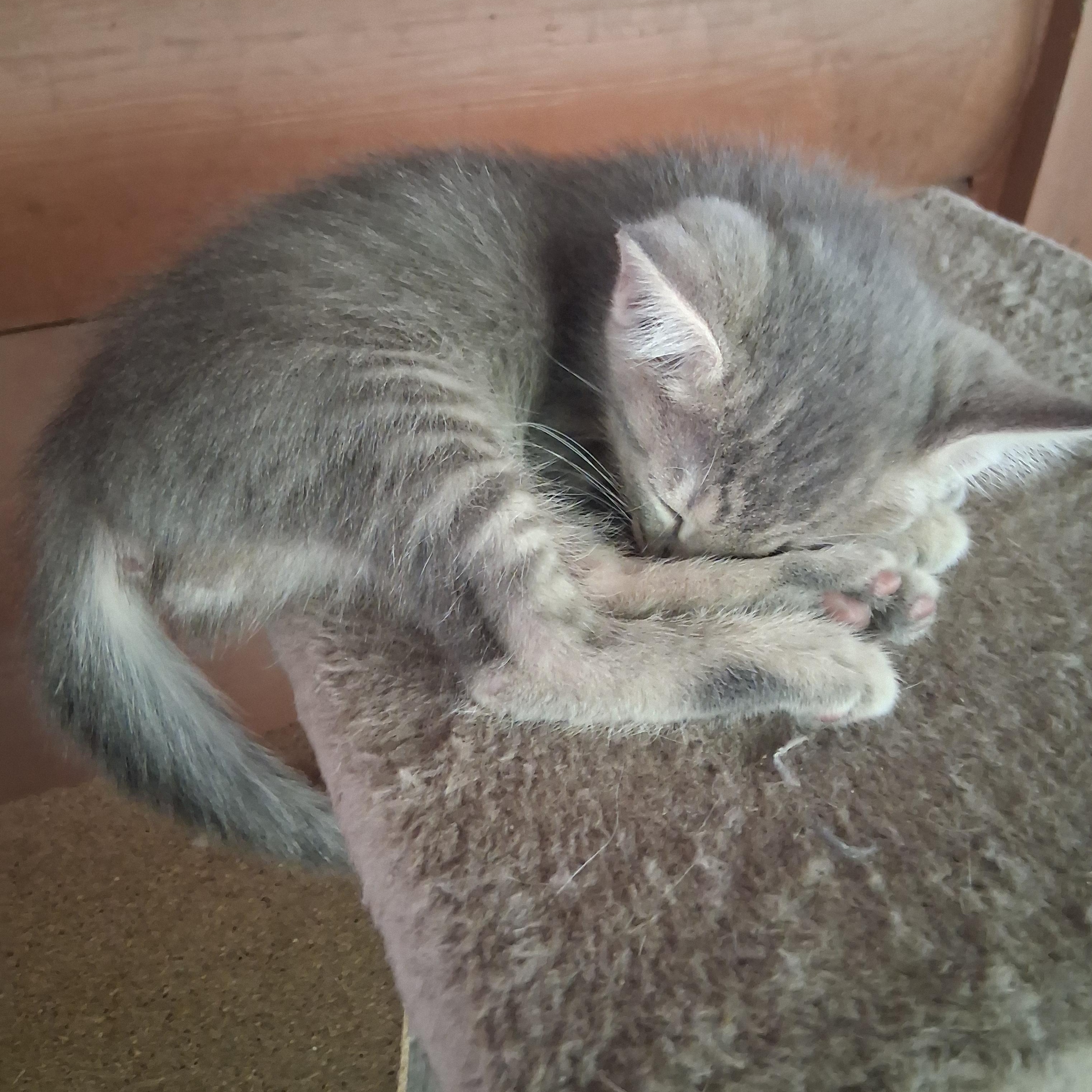 Enlarge Itsy, a ADOPTABLE Domestic Short Hair in Inez, KY image 2/4