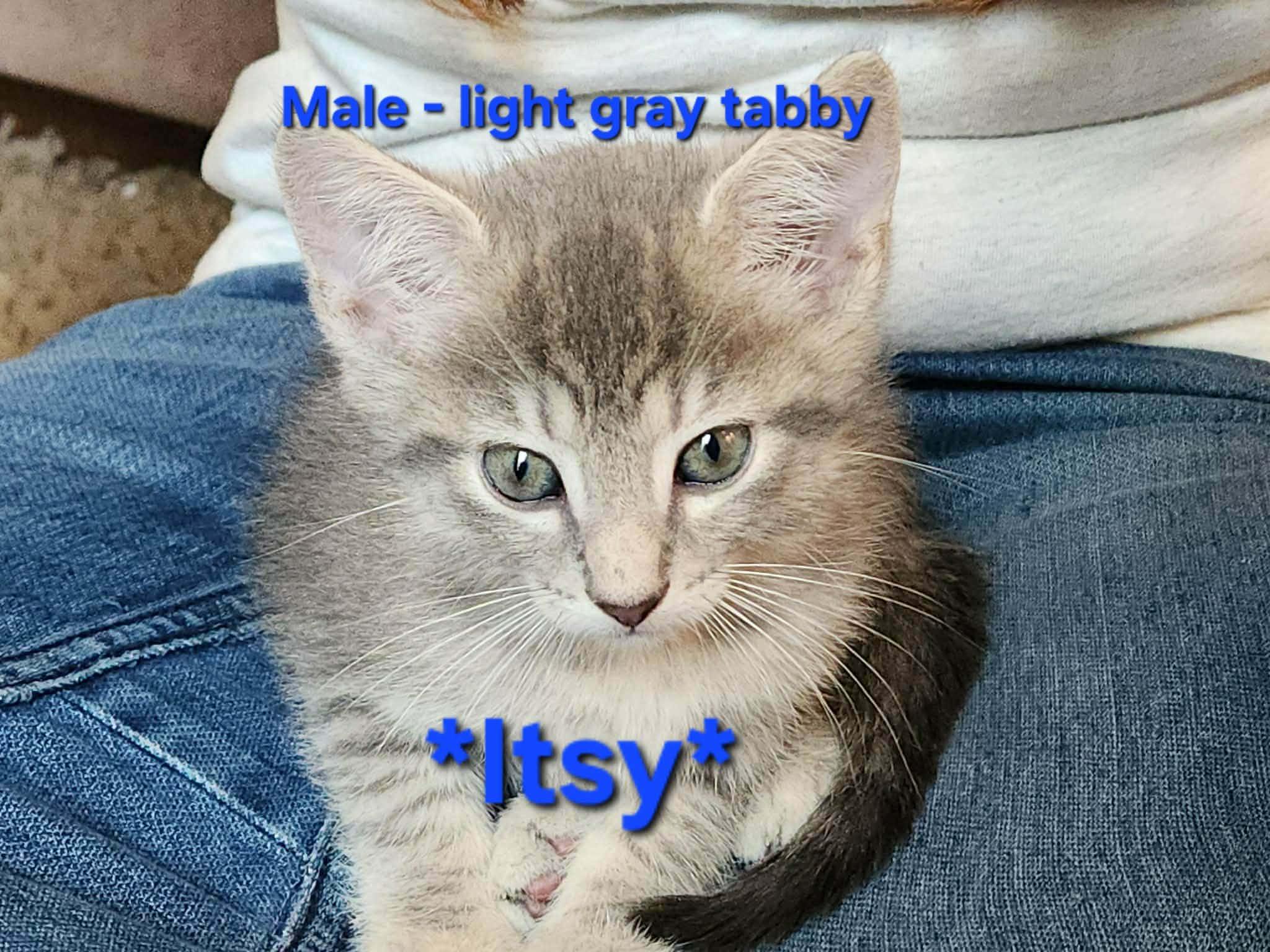 Enlarge Itsy, a ADOPTABLE Domestic Short Hair in Inez, KY image 1/4
