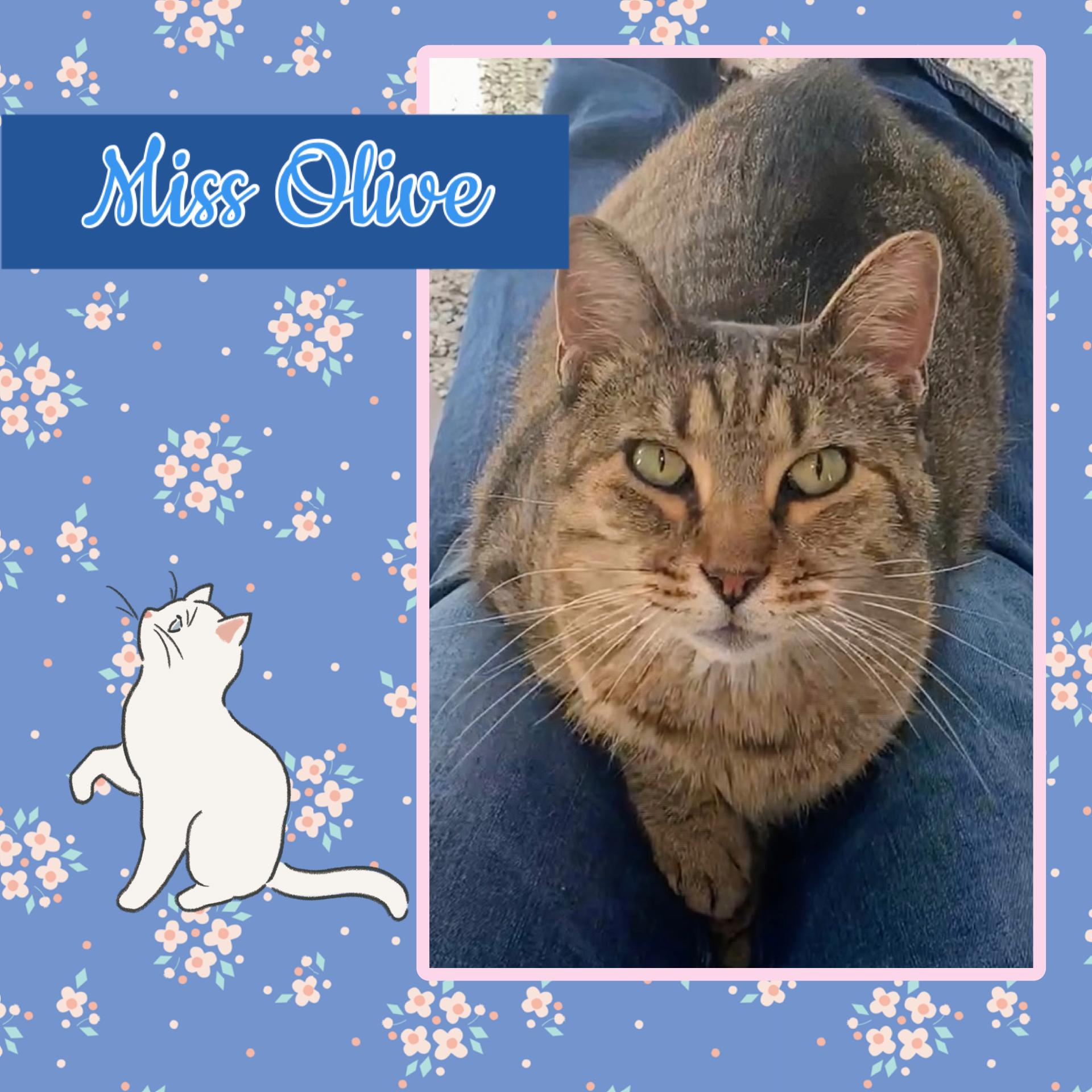 Olive, Adoptable, Adult Female Domestic Short Hair.