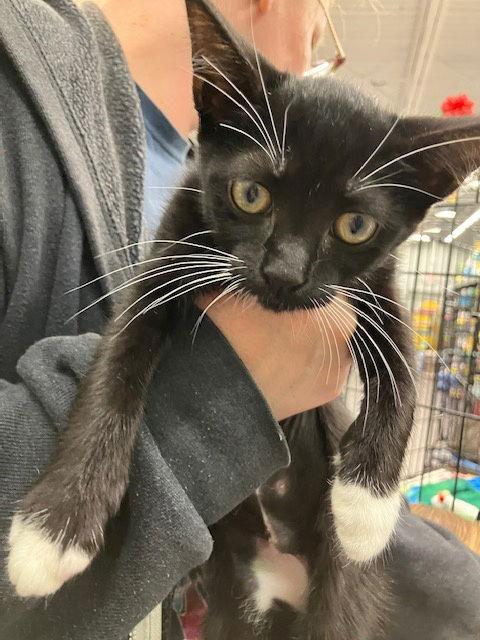 Bud, Adopted, Young Male Domestic Short Hair.