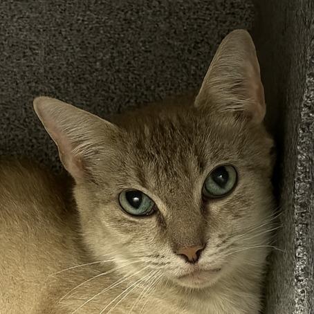 Enlarge Marie, a Adoptable mixed breed in Brenham, TX image 1/4