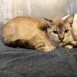 Enlarge Marie, a Adoptable mixed breed in Brenham, TX image 3/4