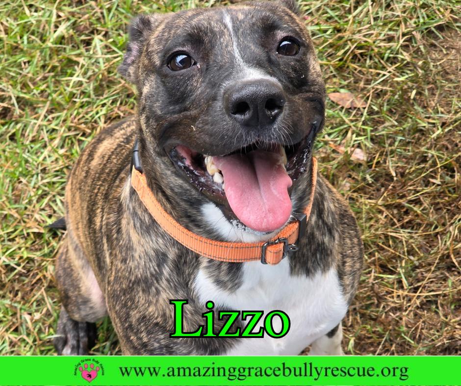Enlarge Lizzo, a Adoptable American Bulldog in Pensacola, FL image 1/3