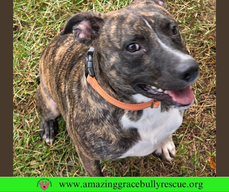 Lizzo, Adoptable, Adult Female American Bulldog.