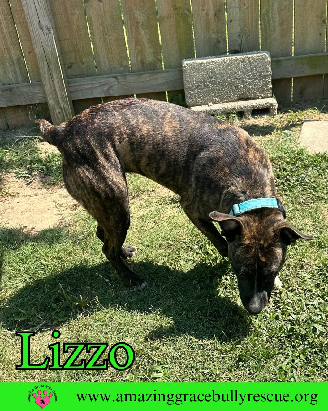 Lizzo, Adoptable, Adult Female American Bulldog.