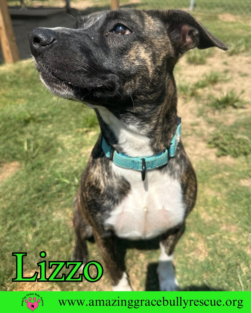 Lizzo, a Adoptable American Bulldog in Pensacola, FL image 2/3