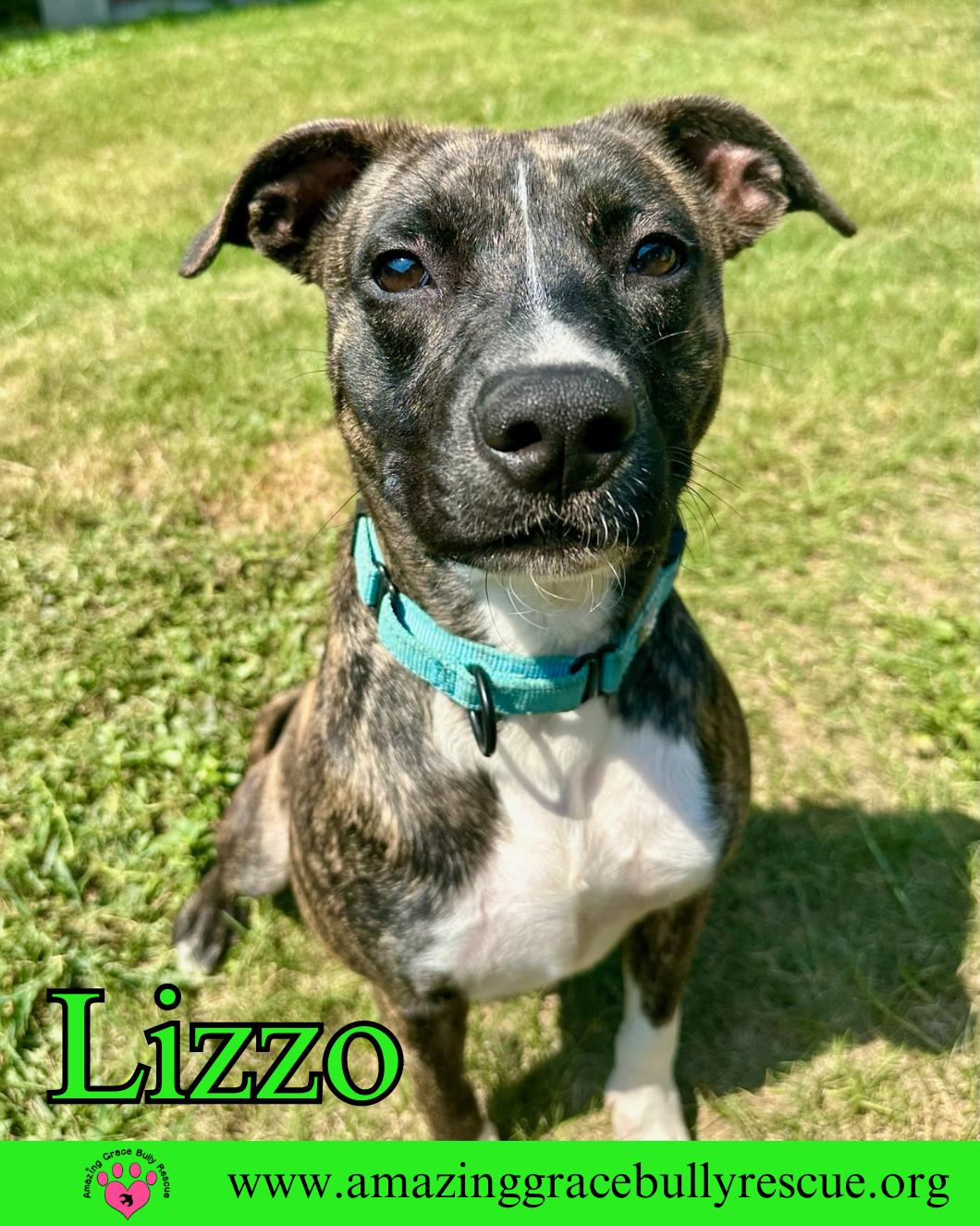 Enlarge Lizzo, a Adoptable American Bulldog in Pensacola, FL image 3/3