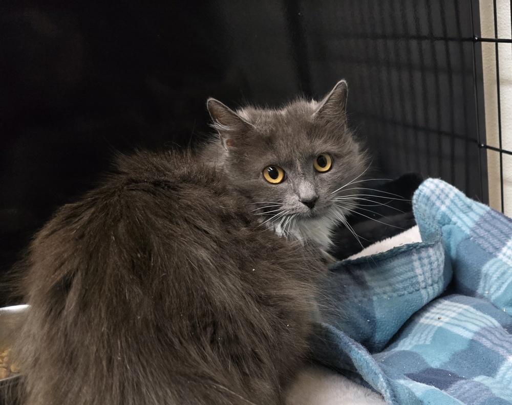 AMALEE, Adoptable, Adult Female Domestic Long Hair.