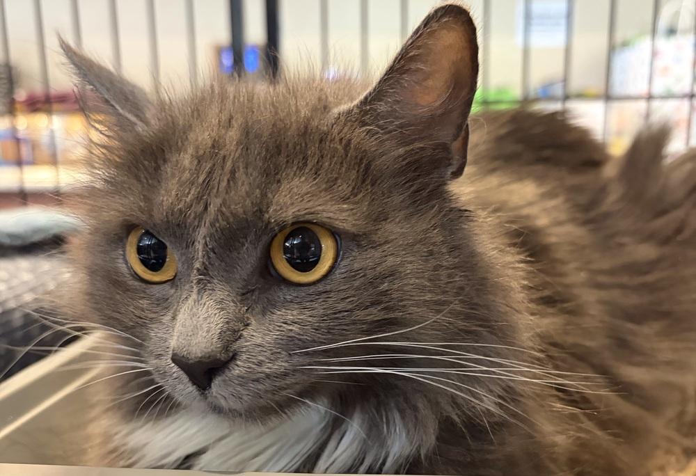 AMALEE, a Adoptable mixed breed in Southbury, CT image 2/4