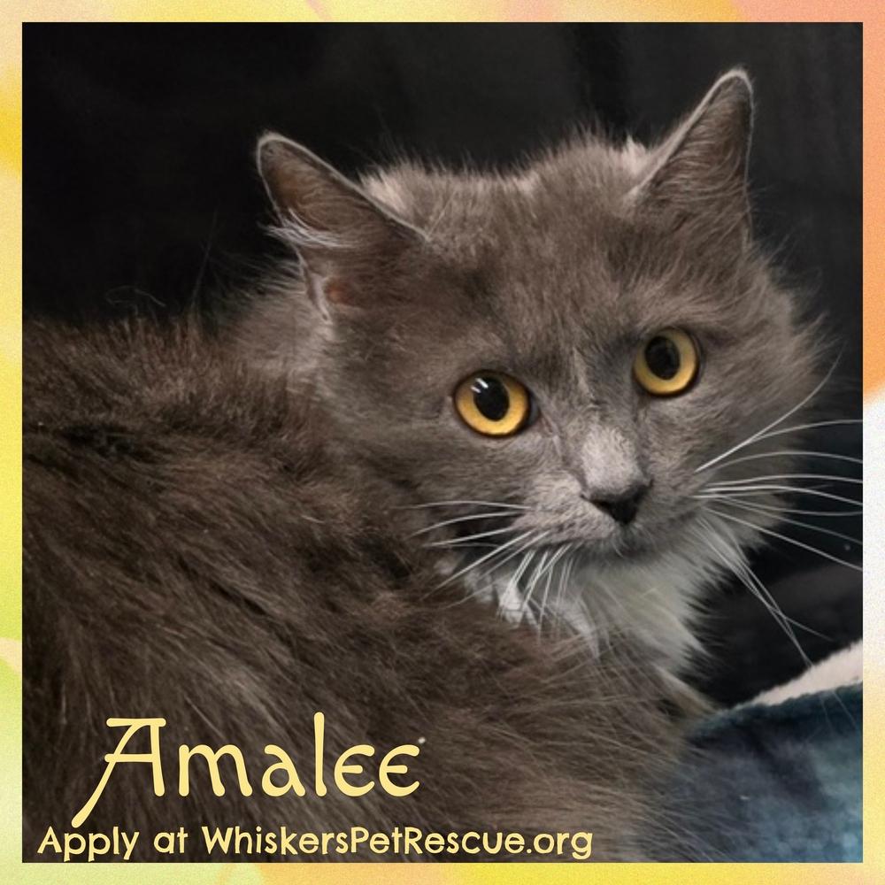 AMALEE, a Adoptable mixed breed in Southbury, CT image 3/4