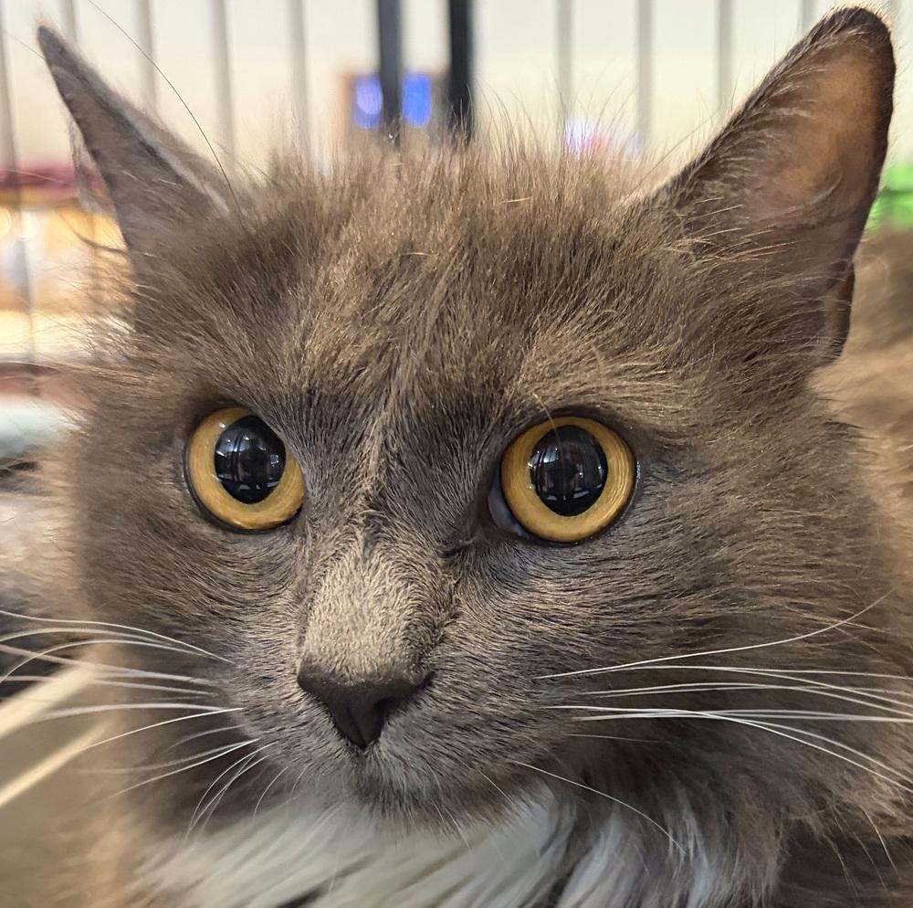 AMALEE, a Adoptable mixed breed in Southbury, CT image 4/4
