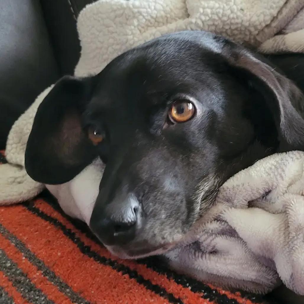 Ozzy, Adoptable, Senior Male Wirehaired Dachshund & Chihuahua.