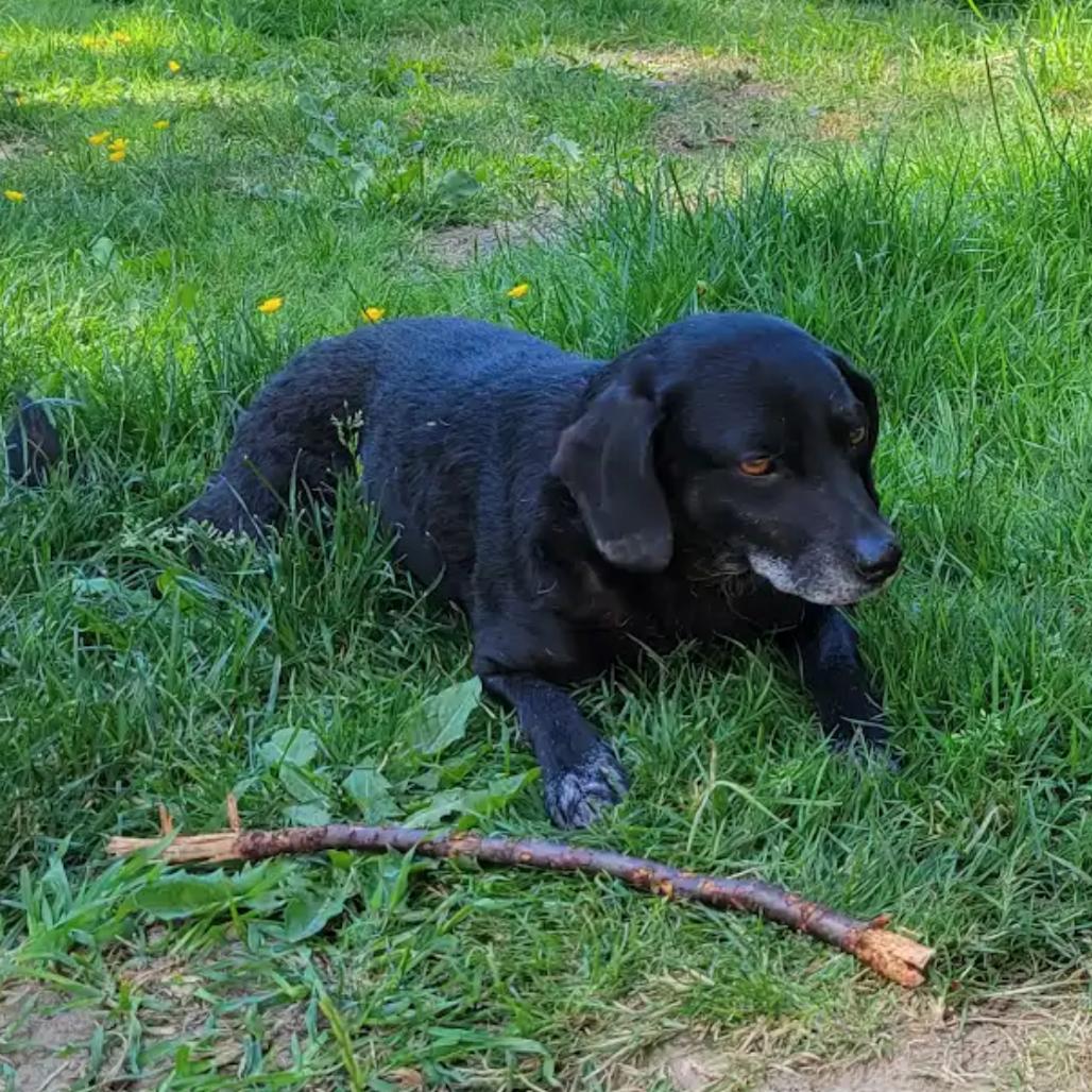 Enlarge Ozzy, a Adoptable mixed breed in Bellingham, WA image 5/6