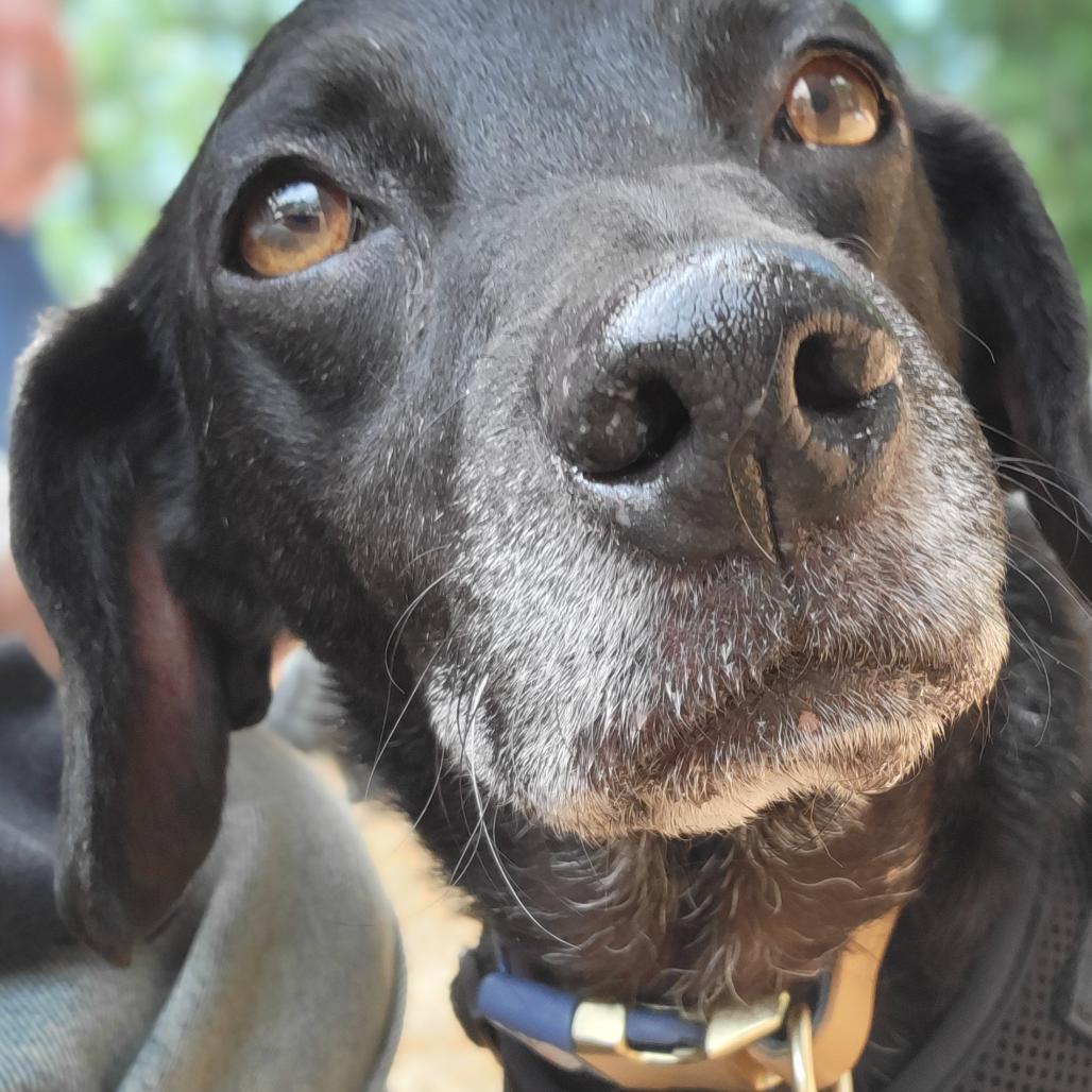 Enlarge Ozzy, a Adoptable mixed breed in Bellingham, WA image 6/6