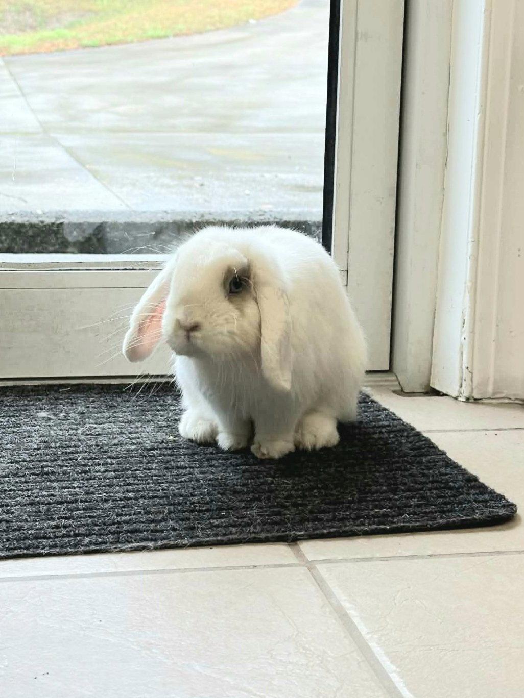 Enlarge Snowcone, a Adoptable English Lop in Locust Grove, GA image 1/3