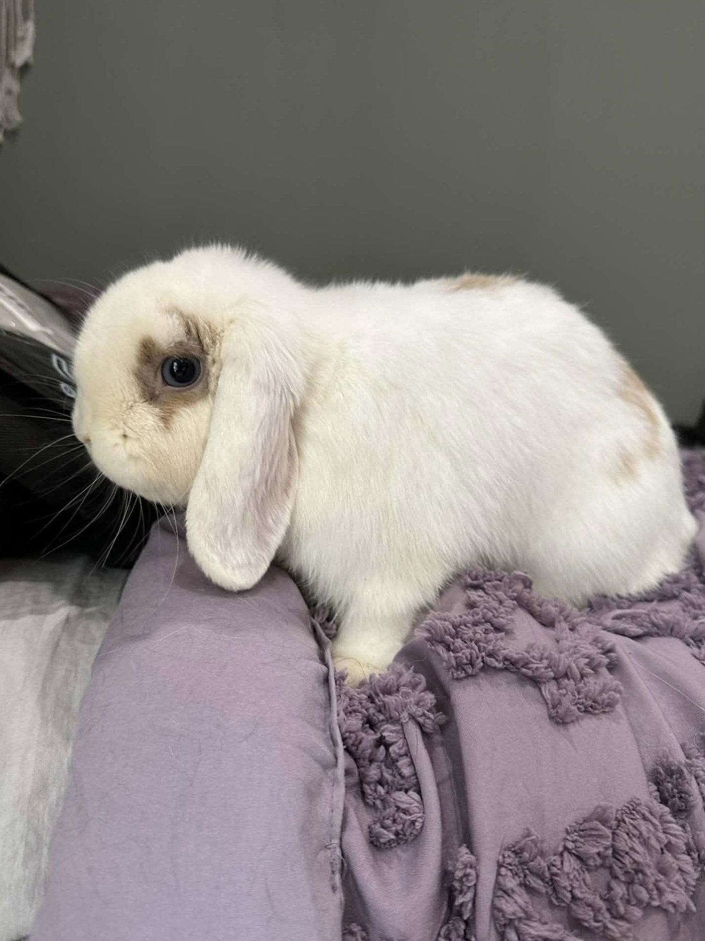 Enlarge Snowcone, a Adoptable English Lop in Locust Grove, GA image 3/3