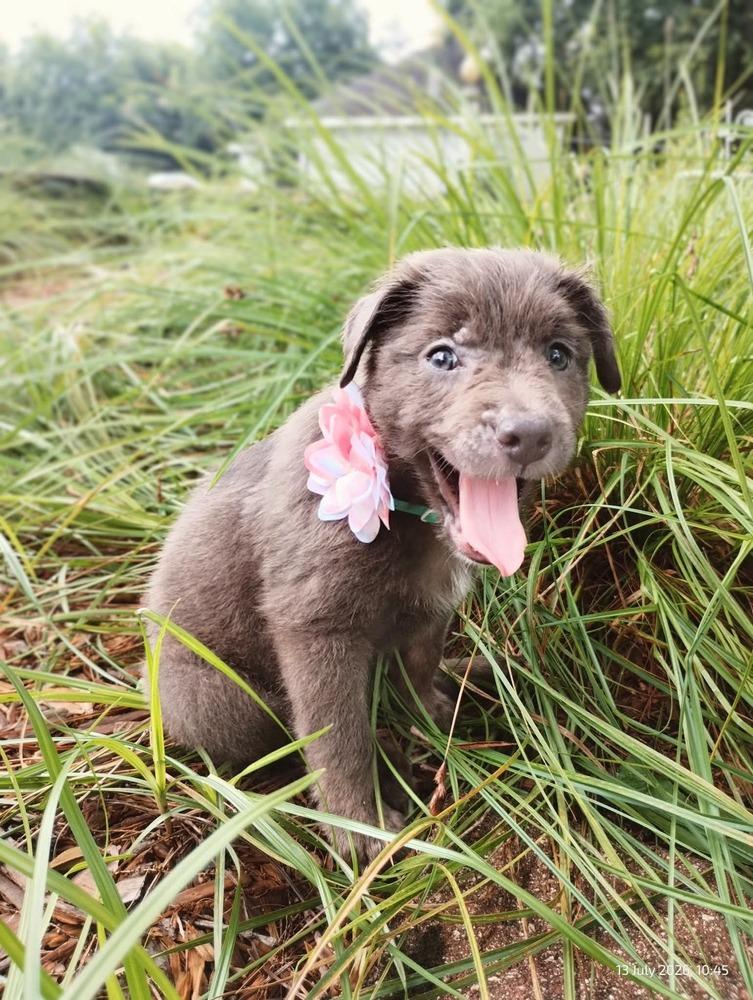 Meena, a Adopted mixed breed in WARNER ROBINS, GA image 1/6