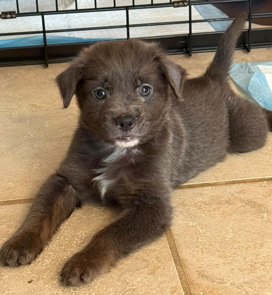 Meena, a Adopted mixed breed in WARNER ROBINS, GA image 2/6