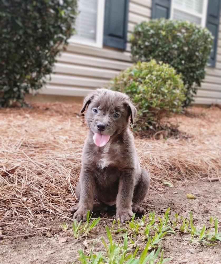 Meena, a Adopted mixed breed in WARNER ROBINS, GA image 4/6