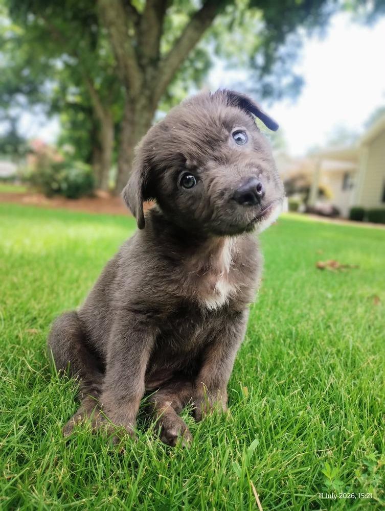 Meena, a Adopted mixed breed in WARNER ROBINS, GA image 6/6
