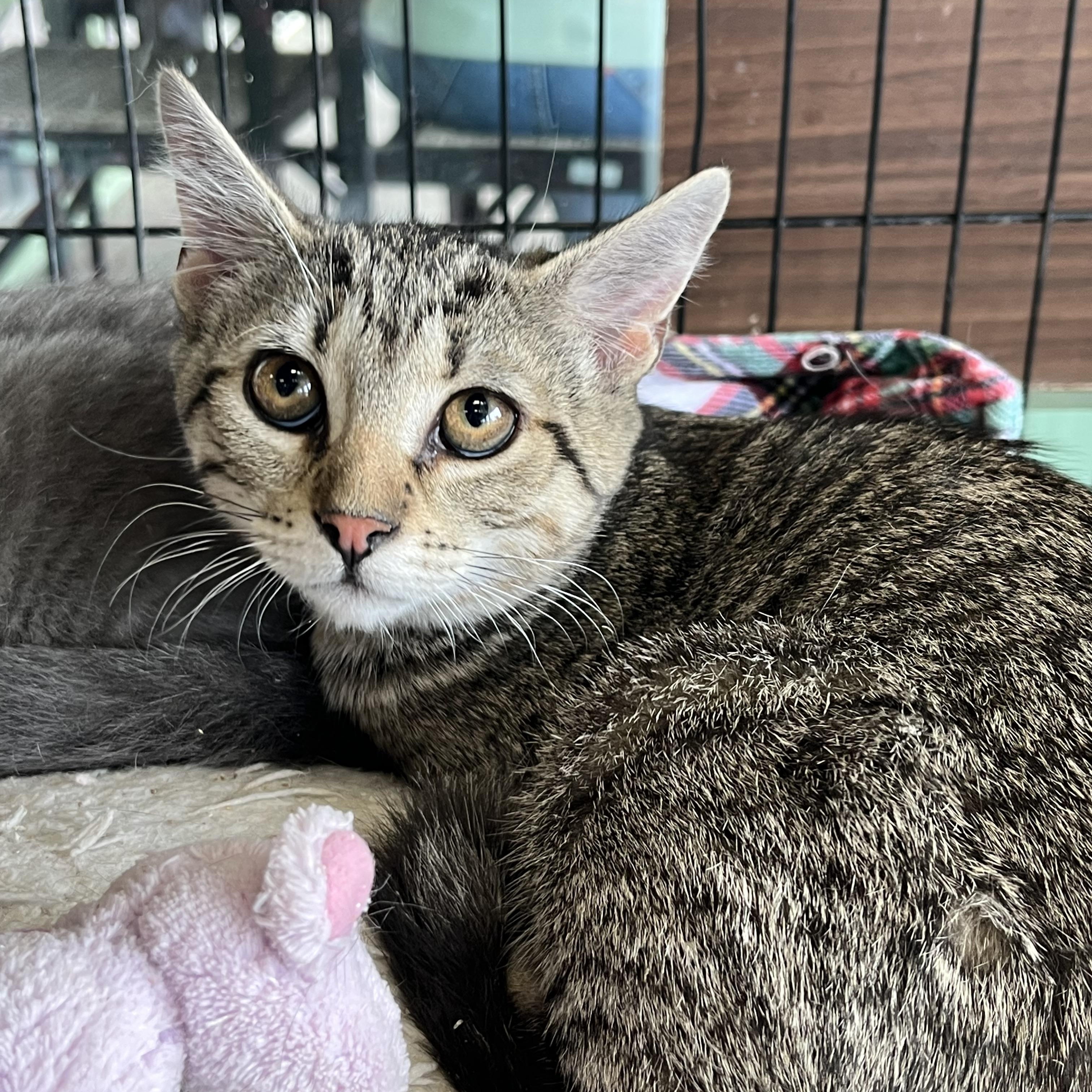 Enlarge Ferrari, a Adoptable Domestic Short Hair in Elkton, MD image 2/5