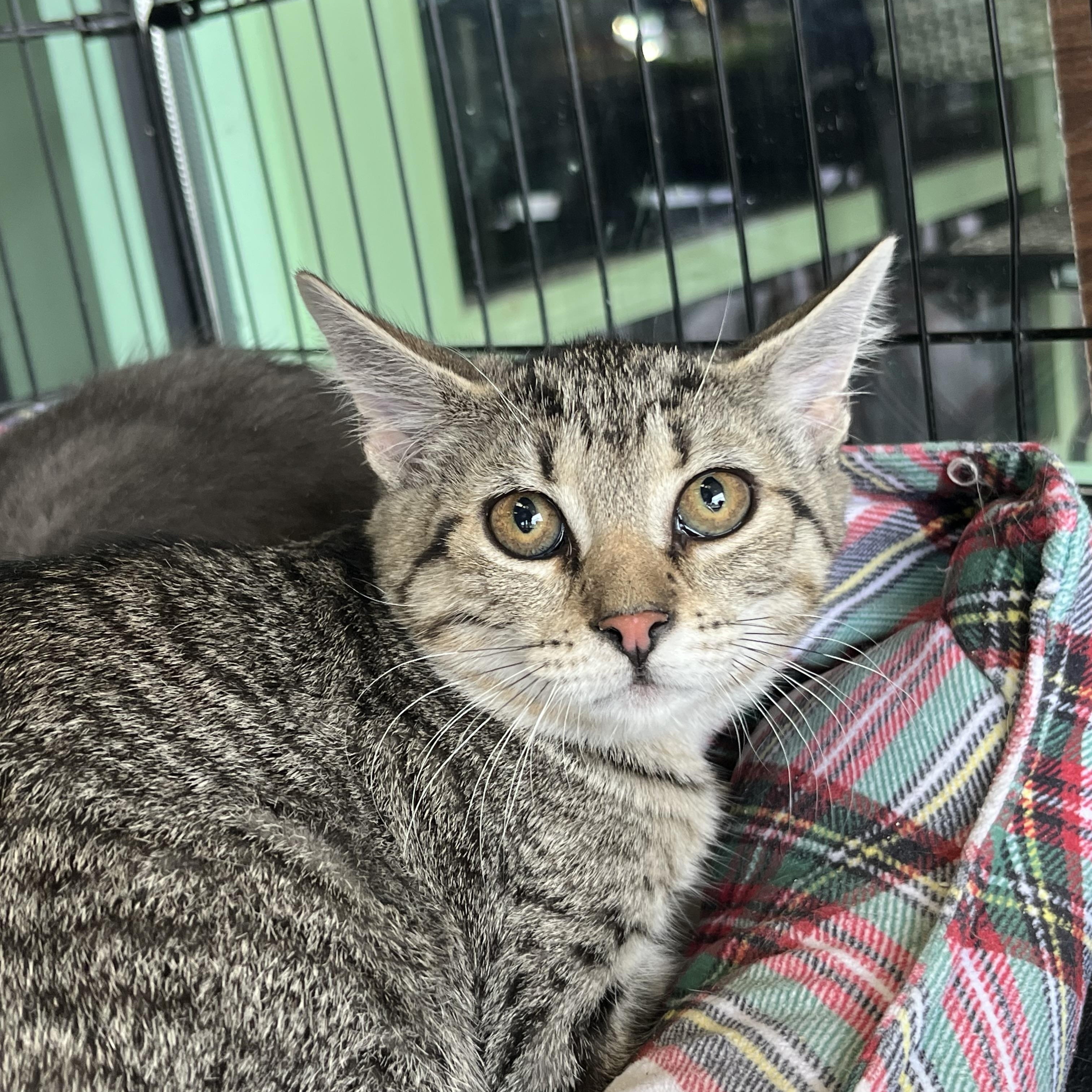 Enlarge Ferrari, a Adoptable Domestic Short Hair in Elkton, MD image 5/5