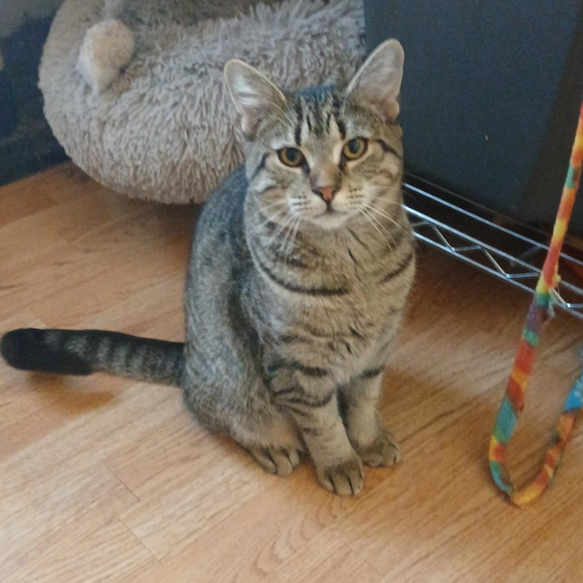 Ferrari, Adoptable, Kitten Female Domestic Short Hair.