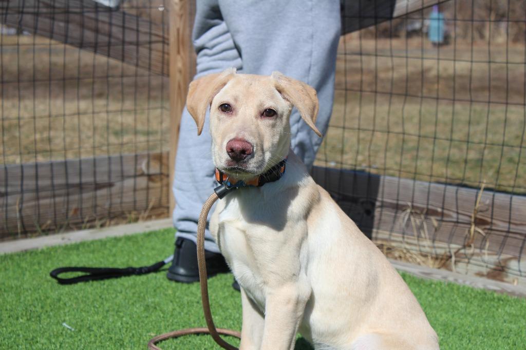 Birdie, adopted, Puppy Female Labrador Retriever & Mixed Breed.