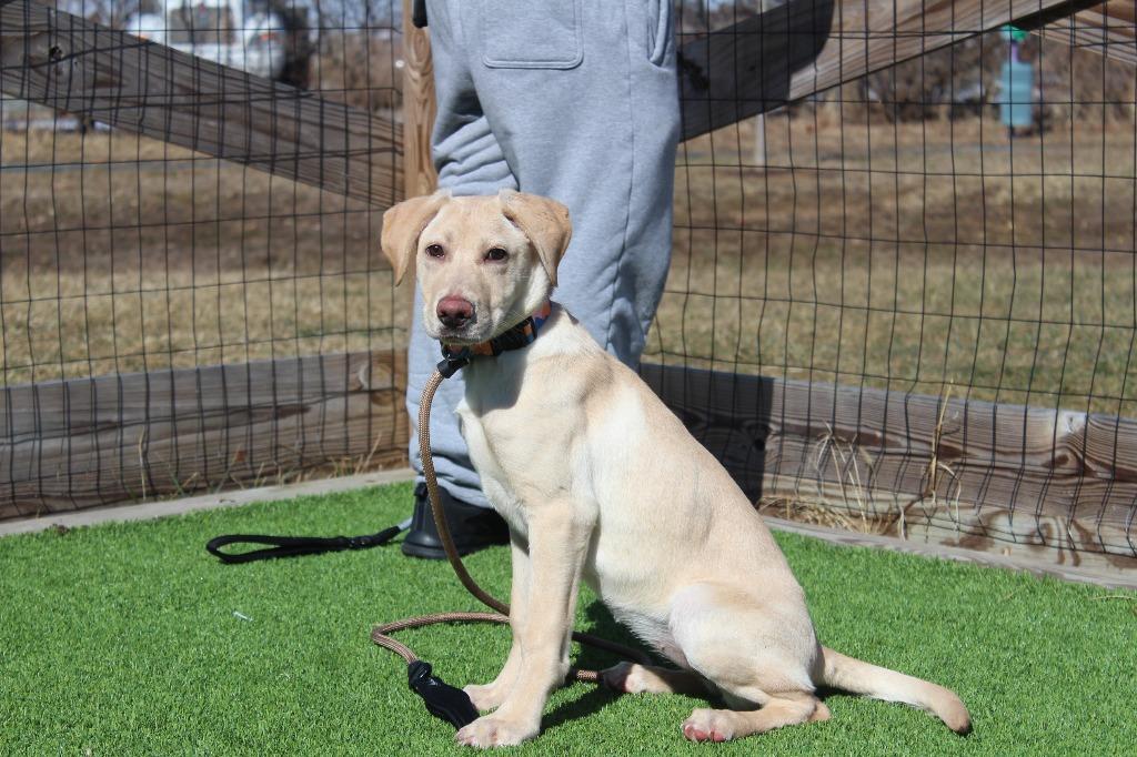 Enlarge Birdie, an adopted mixed breed in Chestertown, MD image 2/4