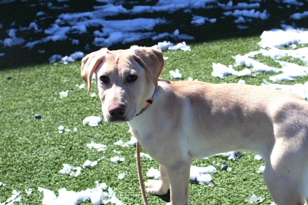 Enlarge Birdie, an adopted mixed breed in Chestertown, MD image 3/4