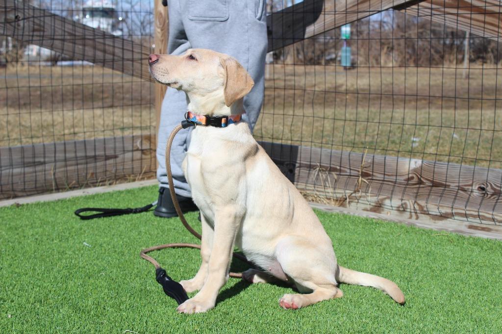Enlarge Birdie, an adopted mixed breed in Chestertown, MD image 4/4