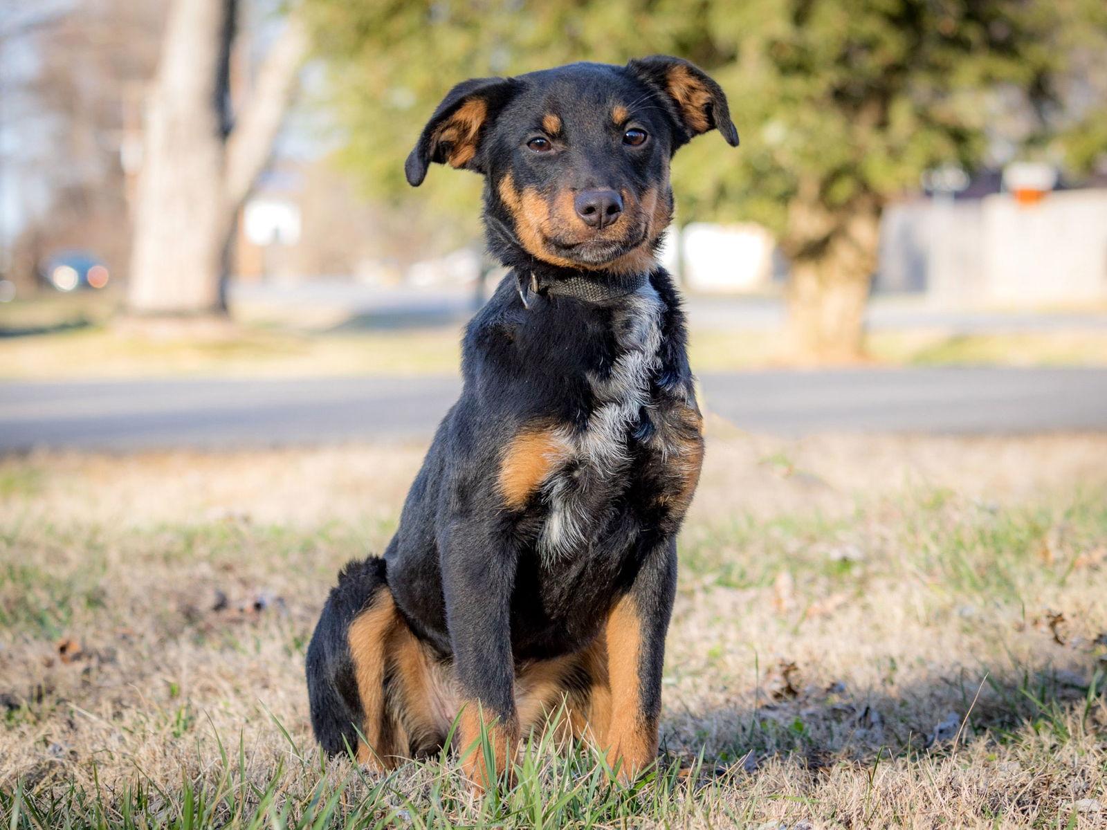 Enlarge PUPPY FAITH   26 lbs., a Adopted Cattle Dog in Franklin, TN image 1/3