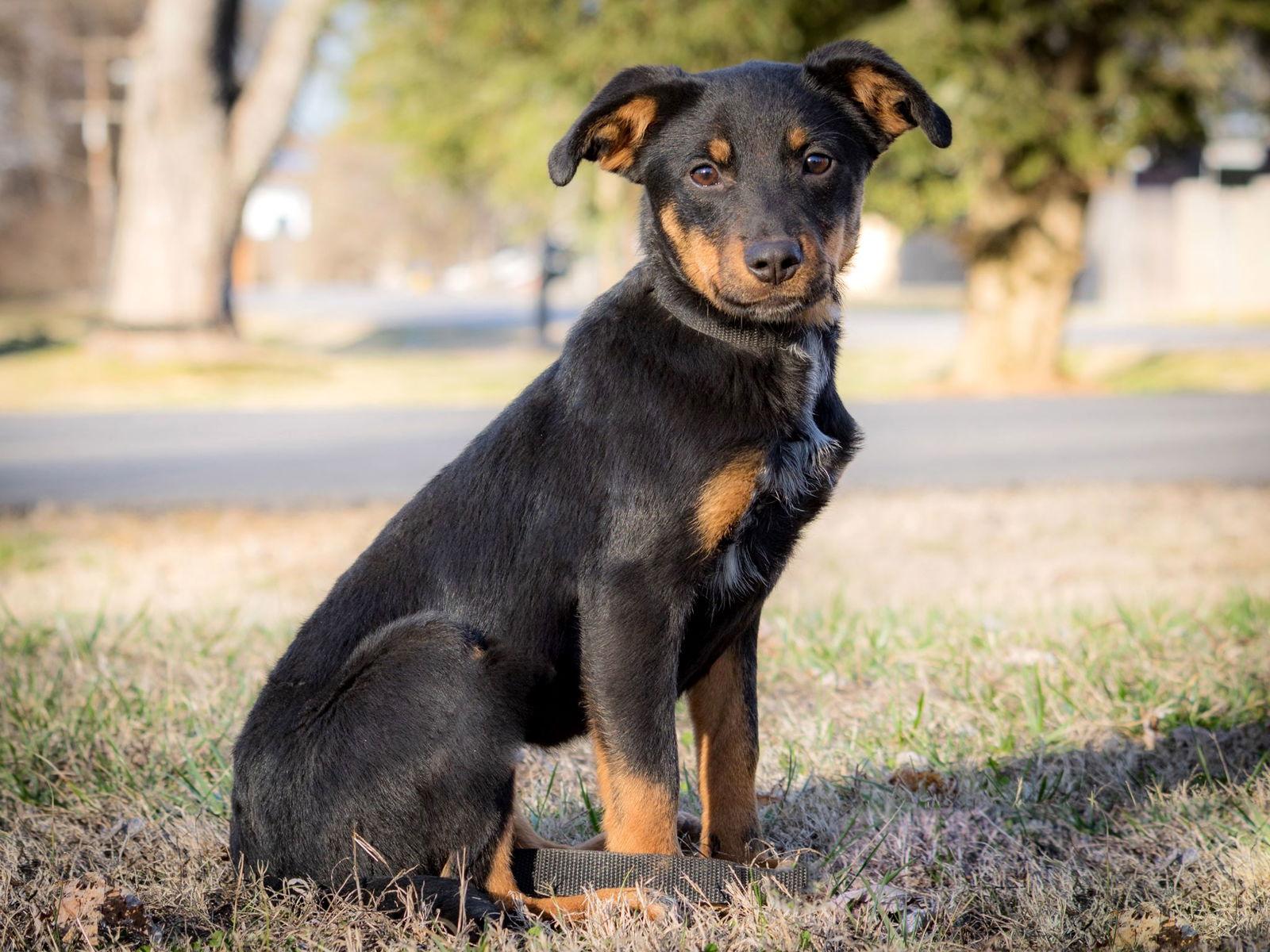 Enlarge PUPPY FAITH   26 lbs., a Adopted Cattle Dog in Franklin, TN image 2/3