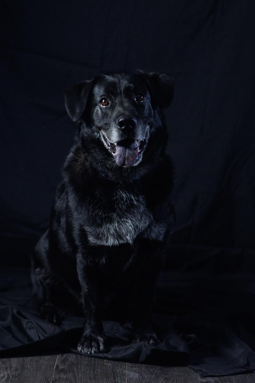 Goose, Adoptable, Adult Male Black Labrador Retriever.
