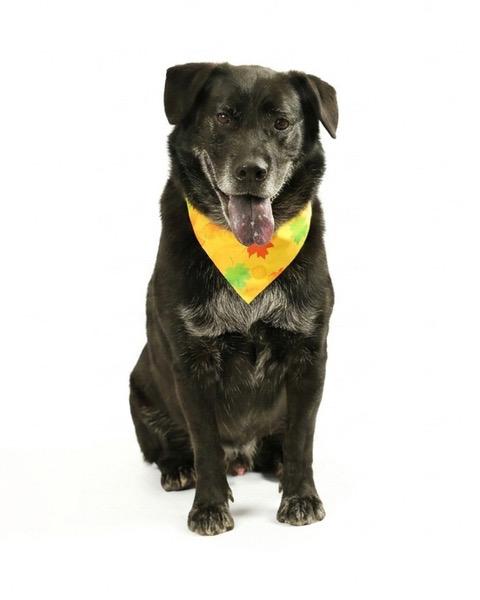 Enlarge Goose, a Adoptable mixed breed in Eglin AFB, FL image 2/2