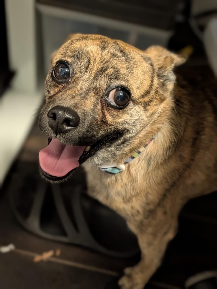 Cha Cha, Adoptable, Adult Female Chihuahua.