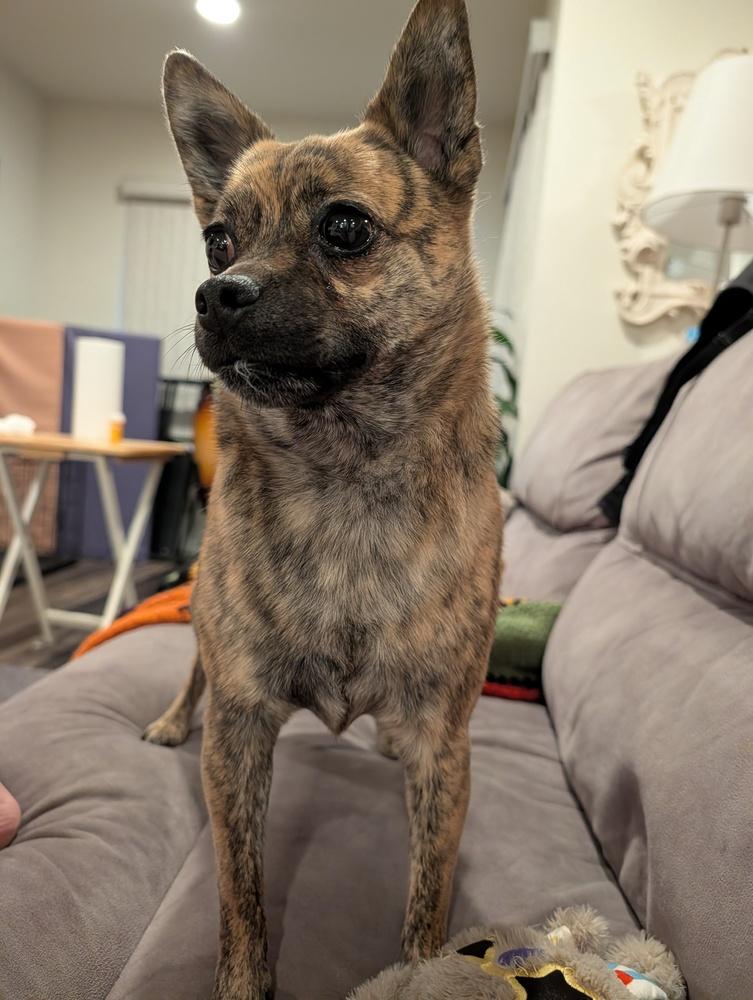 Enlarge Cha Cha, a Adoptable mixed breed in Roseville, CA image 2/3