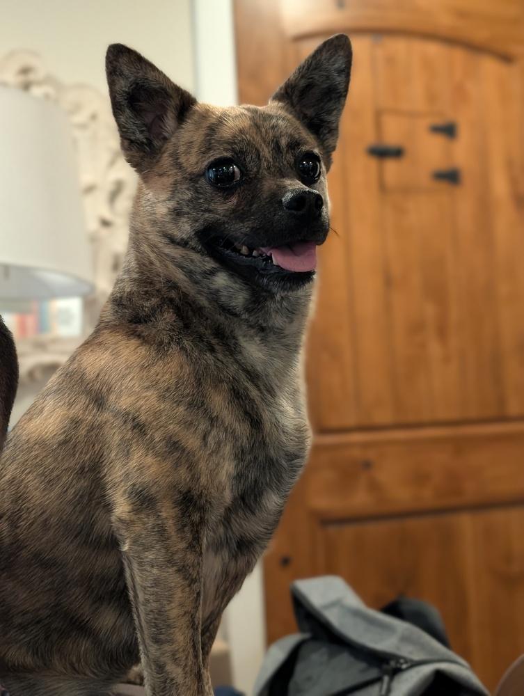 Enlarge Cha Cha, a Adoptable mixed breed in Roseville, CA image 3/3