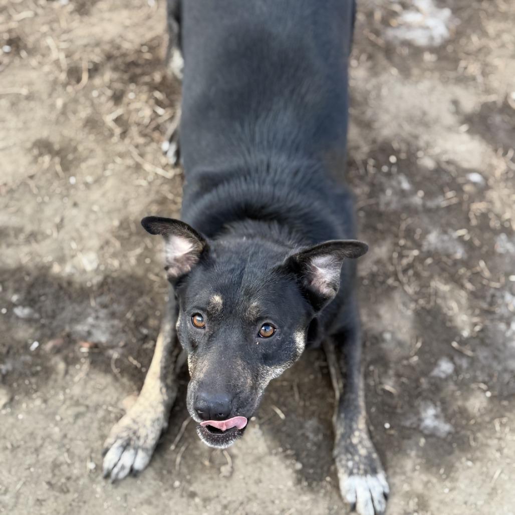 Alexa, Adoptable, Adult Female Mixed Breed.