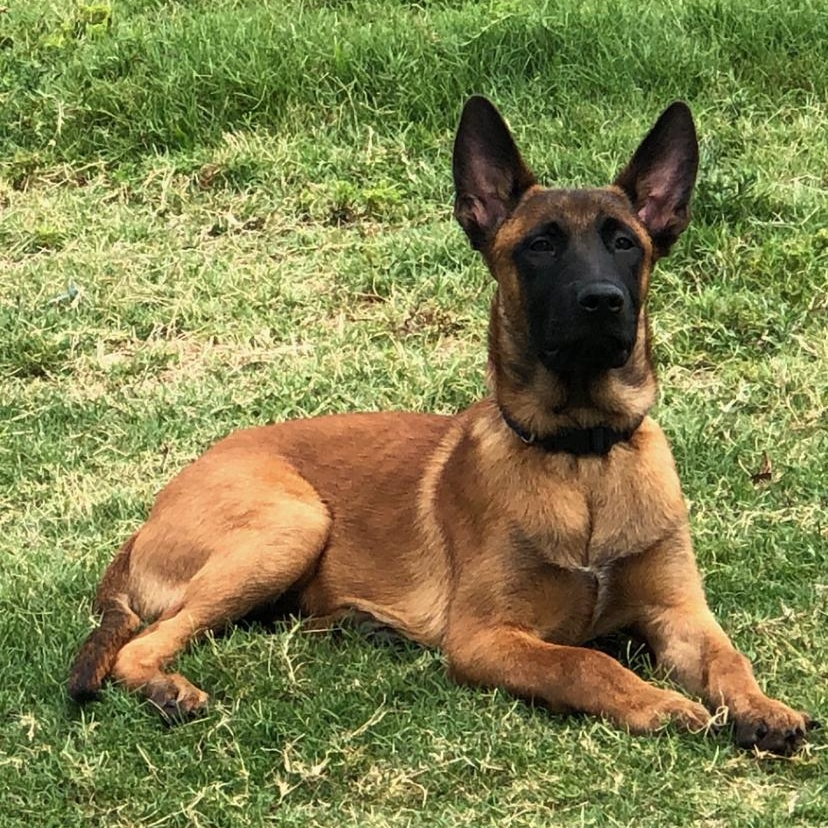 Enlarge Scooter, a ADOPTABLE Belgian Shepherd / Malinois in Charlotte, NC image 1/1