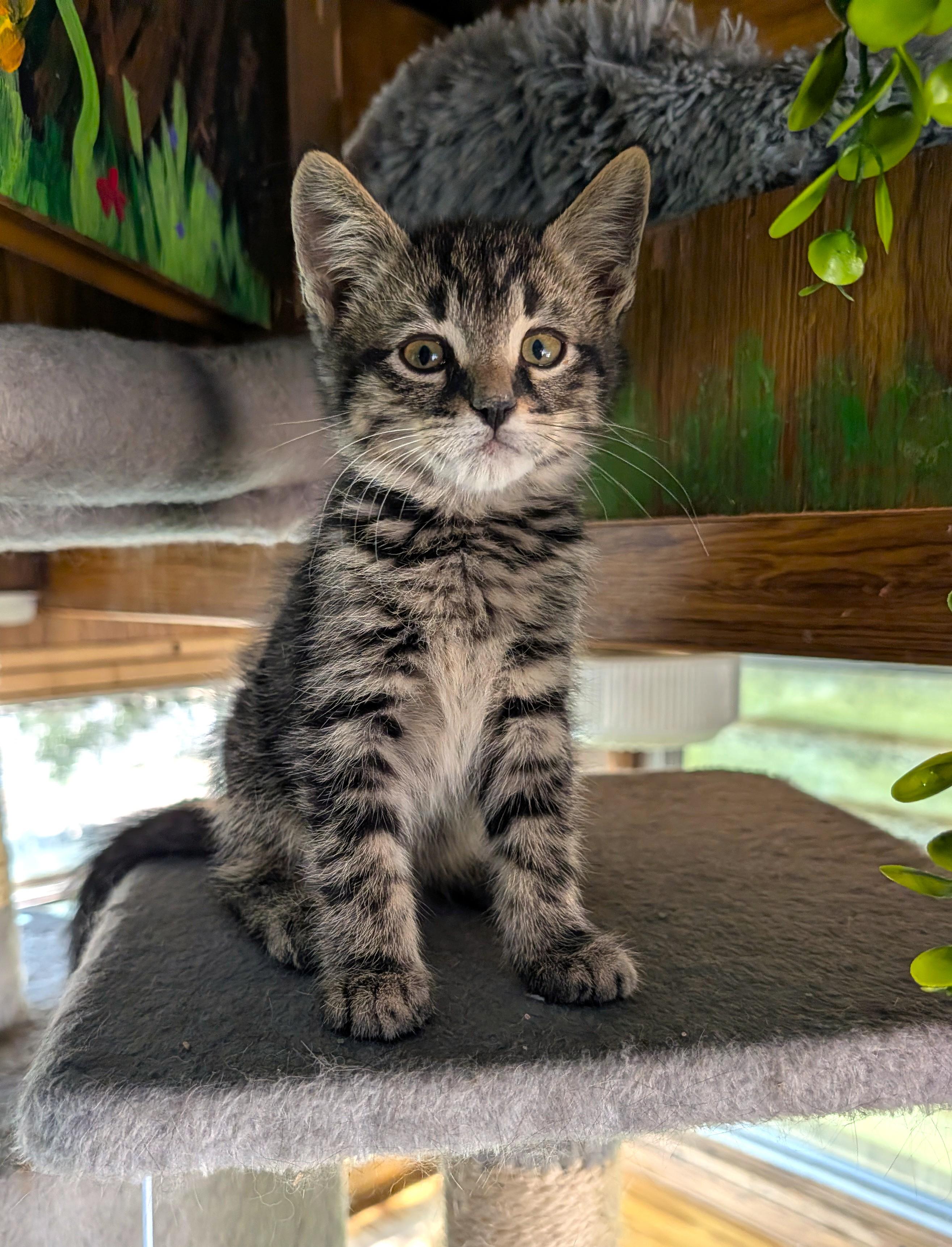 Enlarge Spaghetti, an adopted Domestic Short Hair in Washoe Valley, NV image 3/4