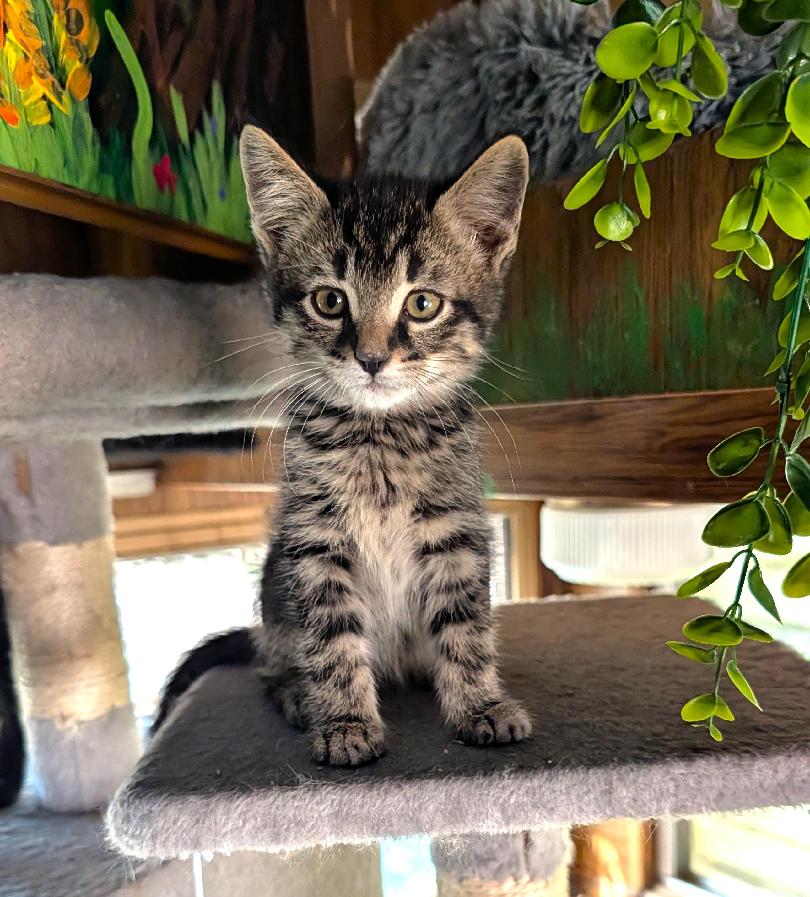 Spaghetti, adopted, Kitten Male Domestic Short Hair.
