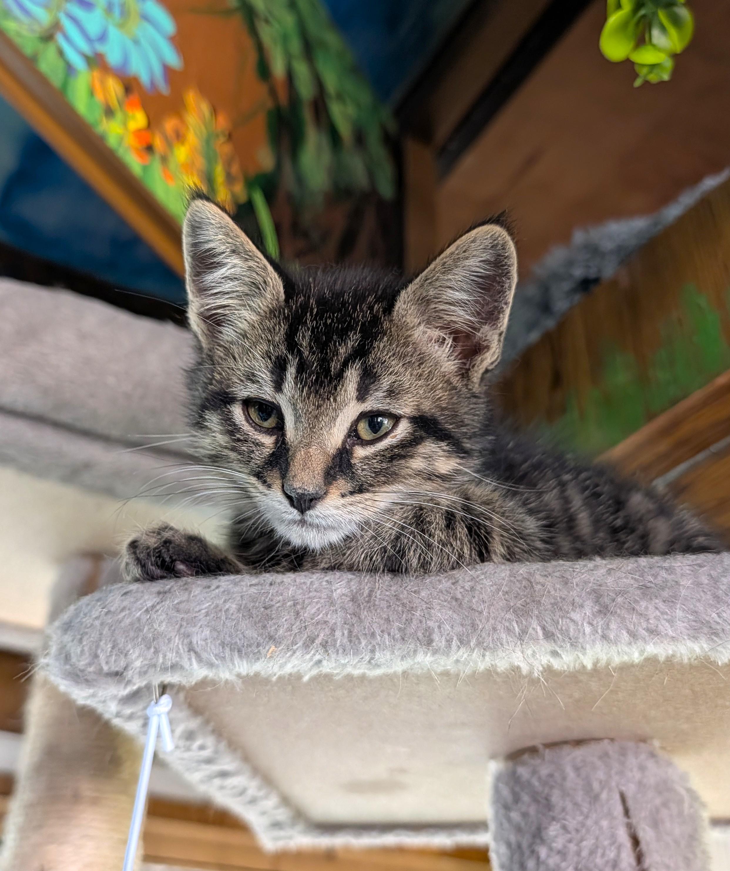 Enlarge Spaghetti, an adopted Domestic Short Hair in Washoe Valley, NV image 2/4