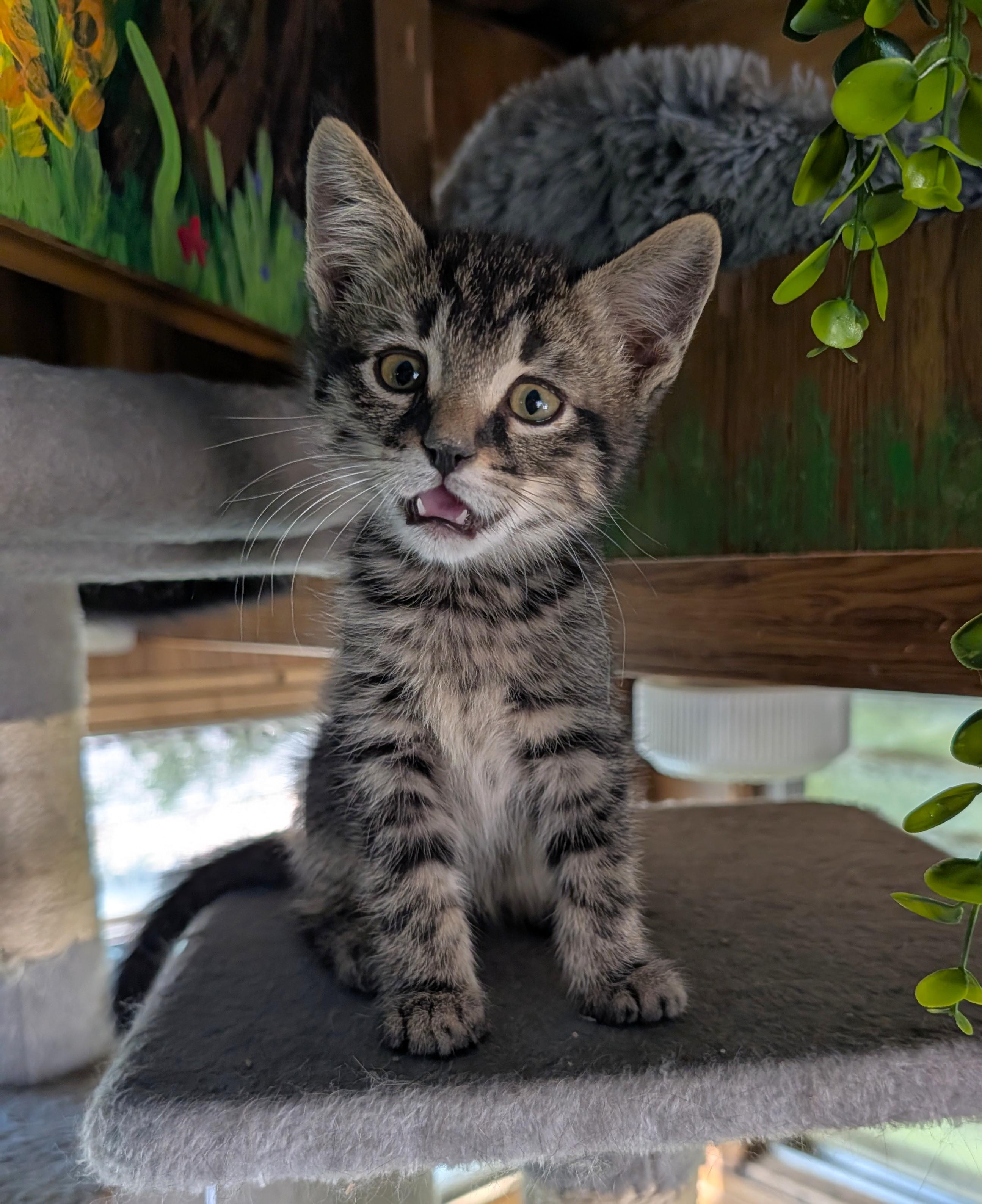 Enlarge Spaghetti, an adopted Domestic Short Hair in Washoe Valley, NV image 4/4