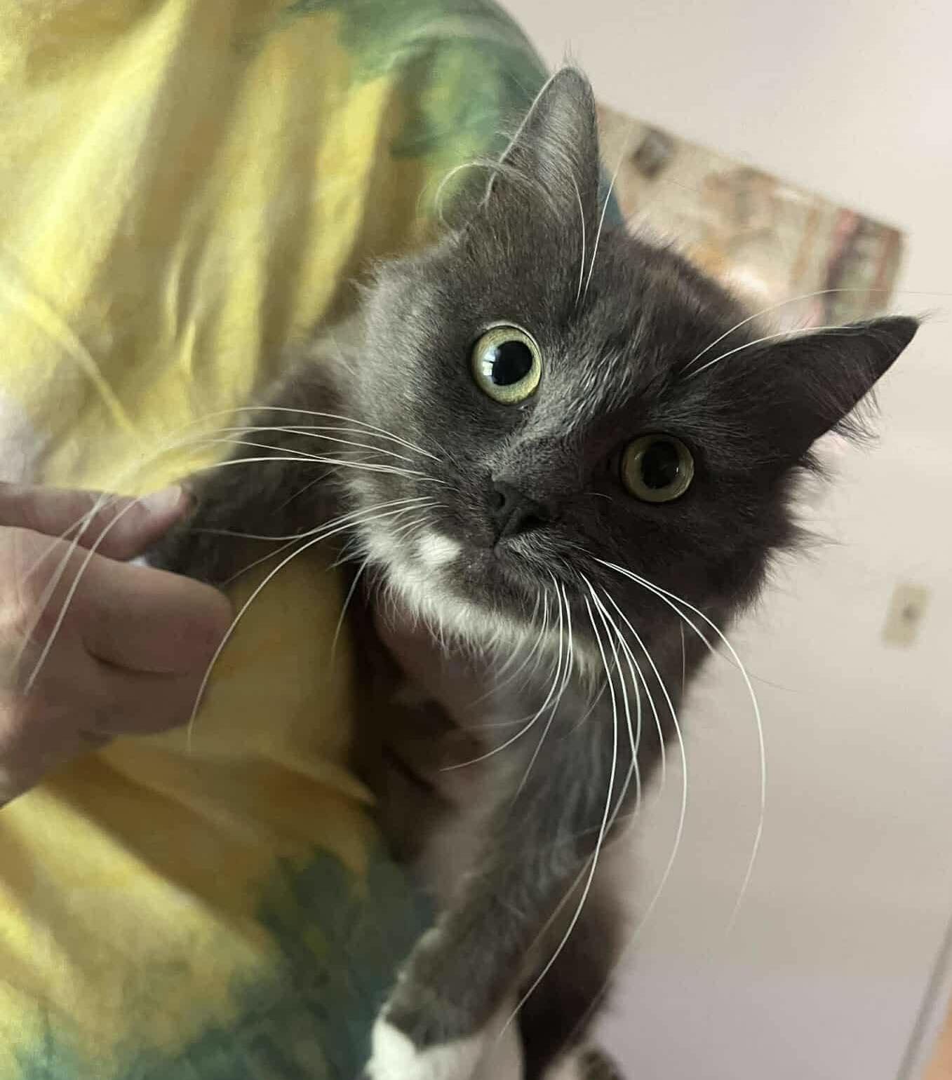 Betty Lou, a Adoptable Domestic Long Hair in Rochester , NY image 3/6