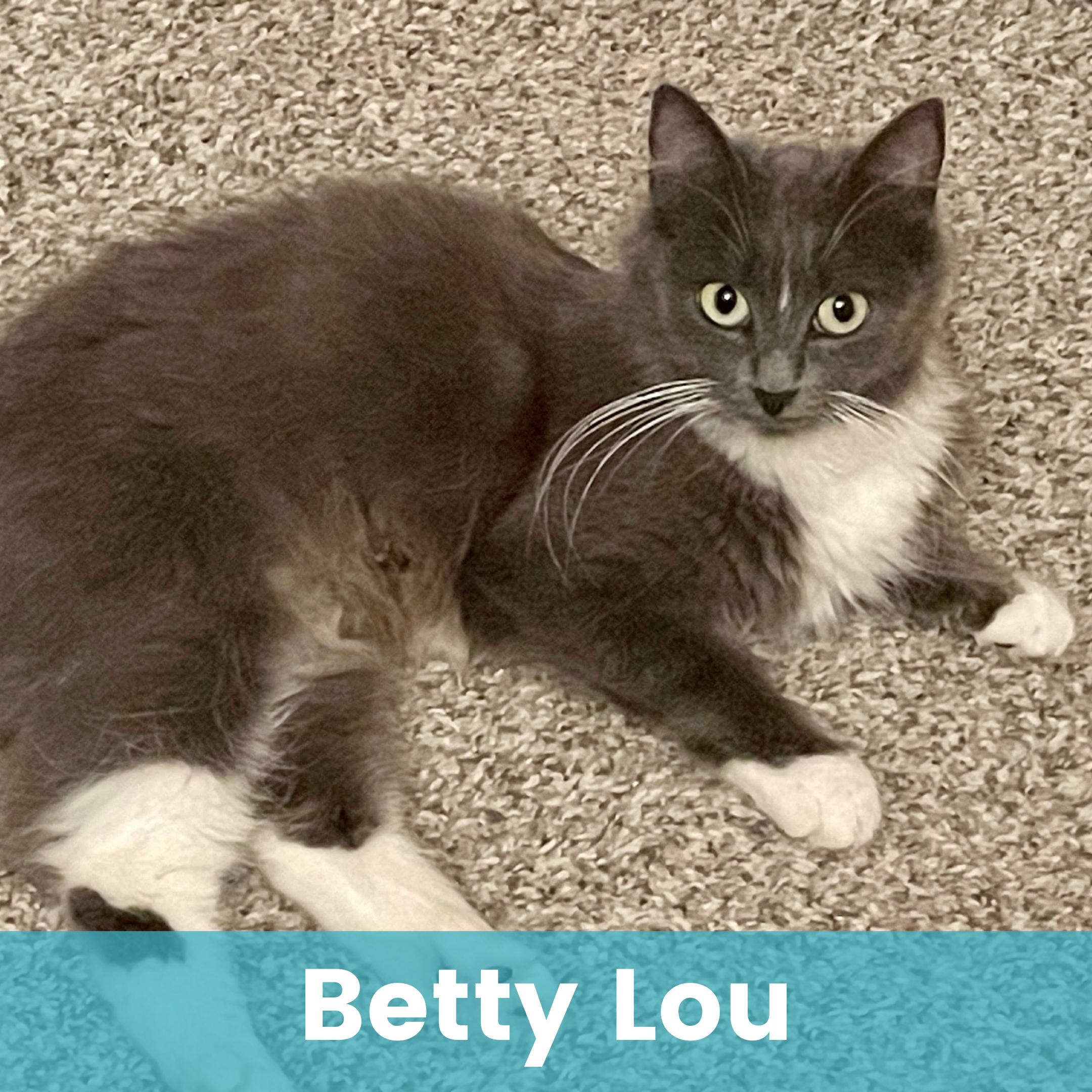Betty Lou, a Adoptable Domestic Long Hair in Rochester , NY image 1/6