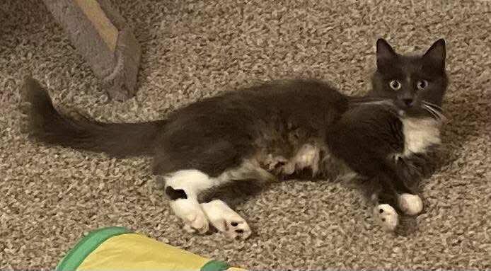 Betty Lou, a Adoptable Domestic Long Hair in Rochester , NY image 5/6