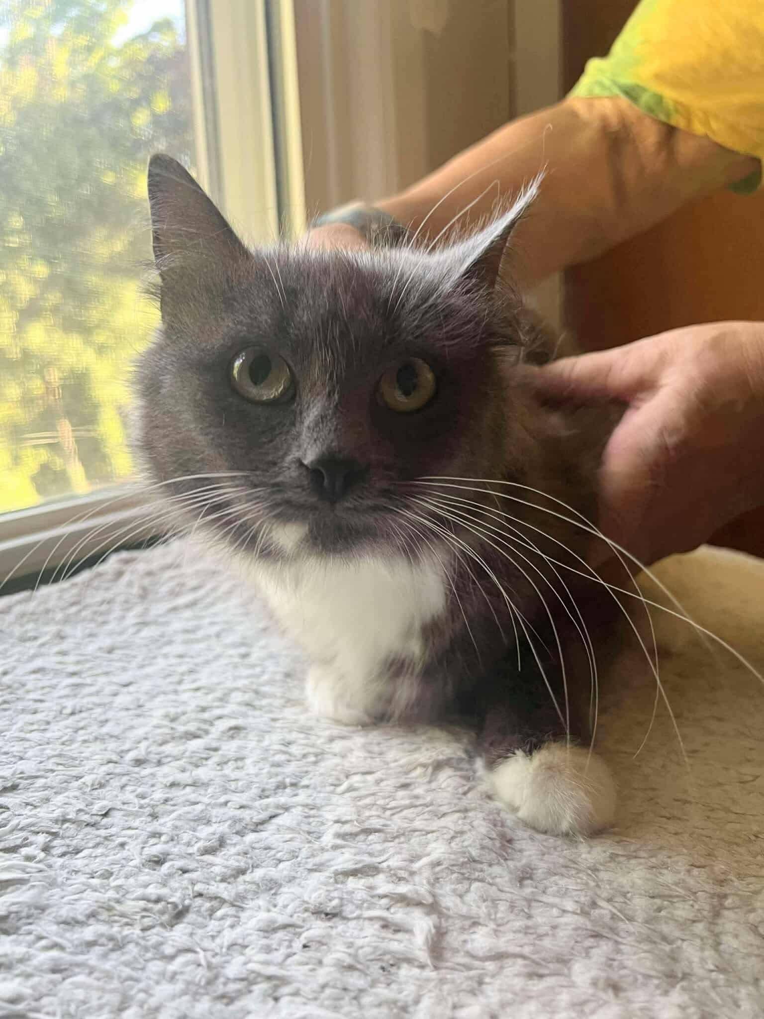 Betty Lou, a Adoptable Domestic Long Hair in Rochester , NY image 2/6